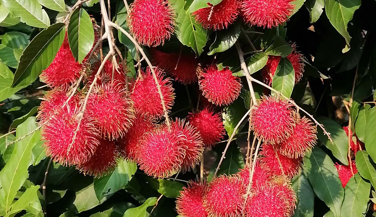 Sri Lanka Rambutan