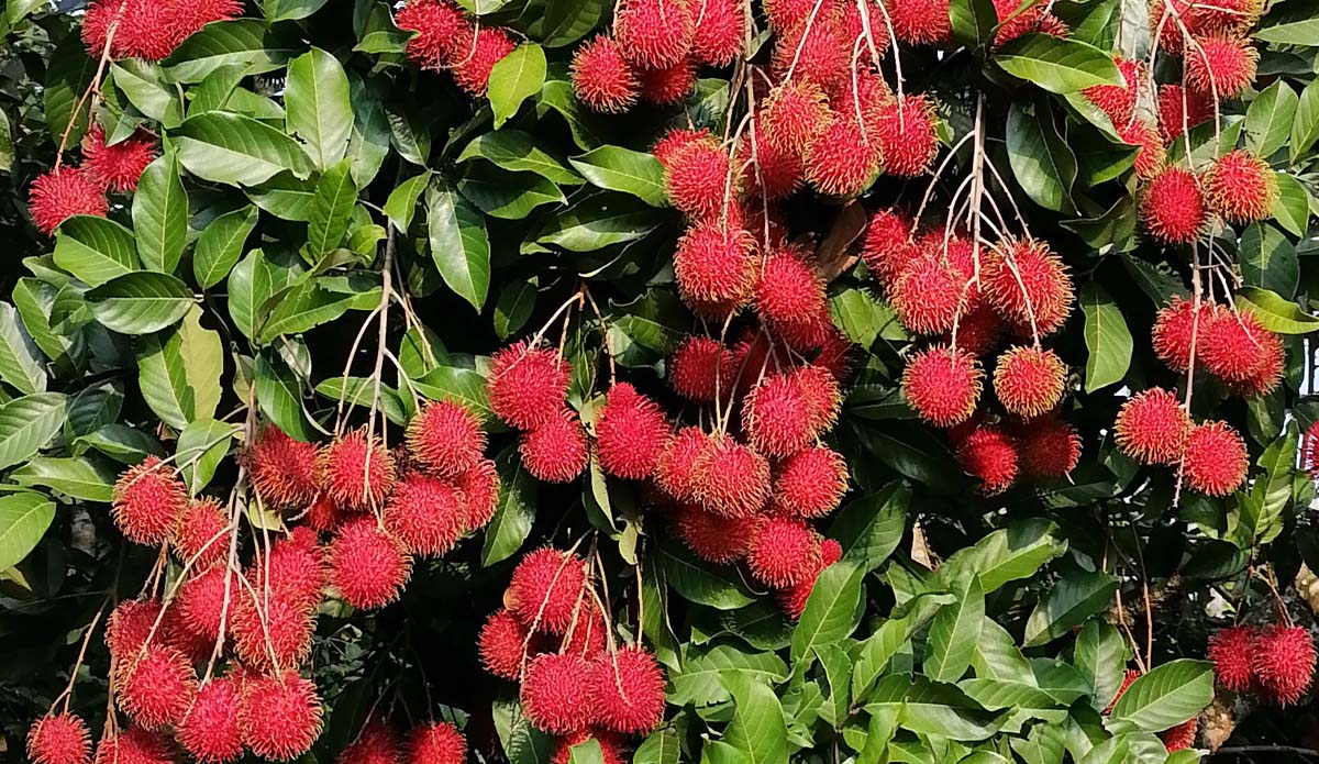 Rambutan