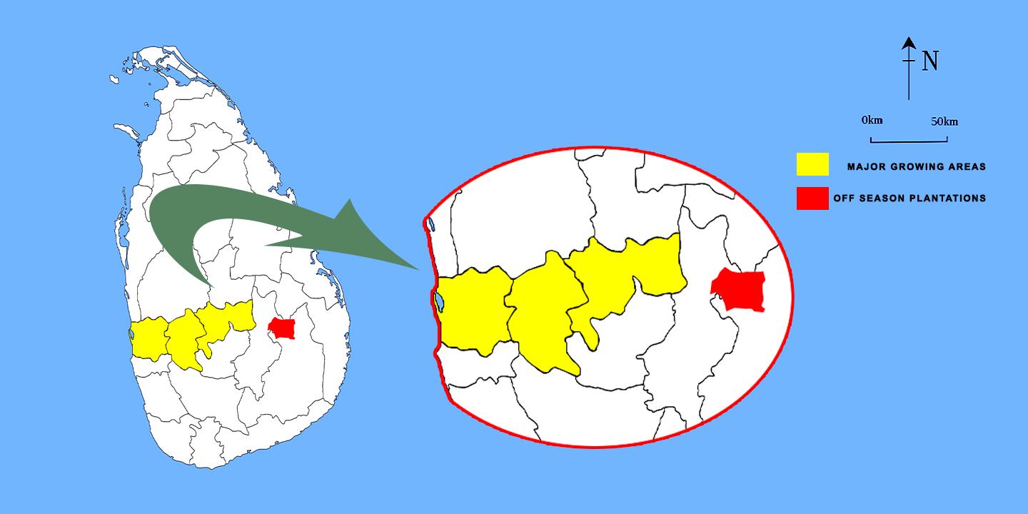 Rambutan growing areas in sri lanka